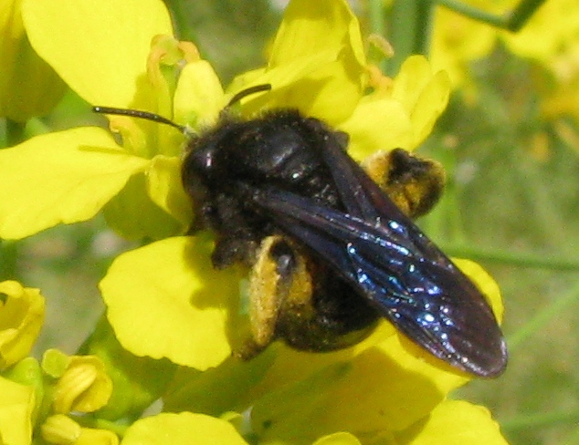 Andrena morio F (Apidae Andreninae)